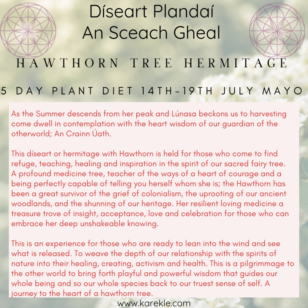 Hawthorn Plant Diet Hermitage: Díseart an Sceach&nbsp;Gheall